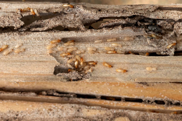 Reliable Laurel Hollow, NY Pest Control Solutions